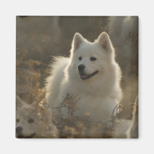 Samoyed Dog Breed Square Magnet