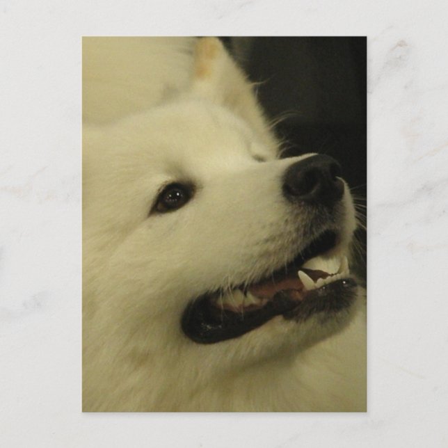 Samoyed Dog Postcards (Front)