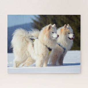 Samoyed Dogs in the Snow Jigsaw Puzzle