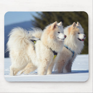 Samoyed Dogs in the Snow Mouse Pad
