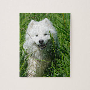Samoyed In Grass Puzzle