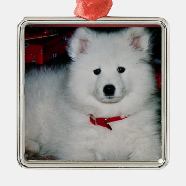 Samoyed Ornament (Front)