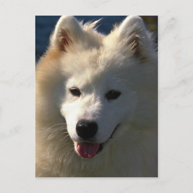 Samoyed Postcard (Front)