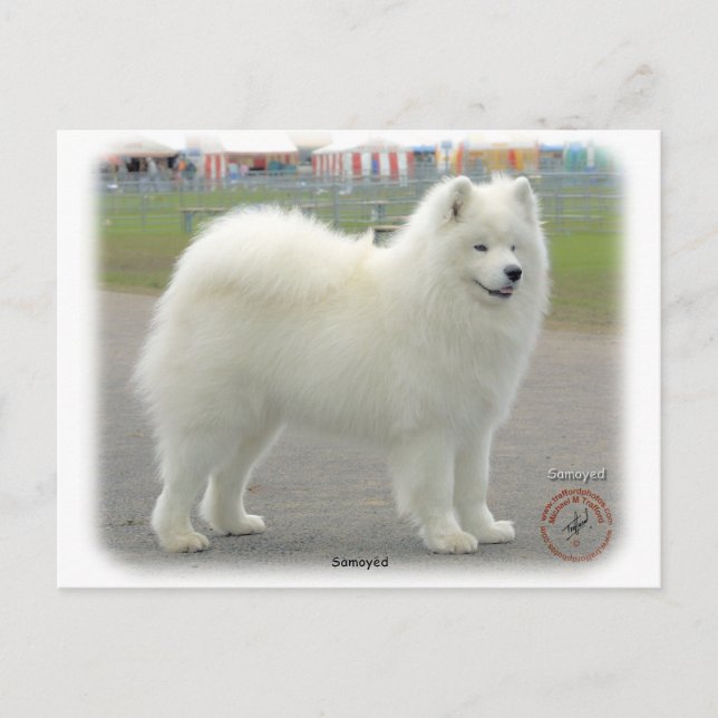 Samoyed Postcard (Front)