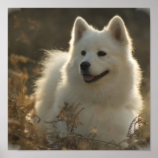 Samoyed Poster Print (Front)