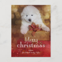Samoyed Puppy Dog With Christmas Gifts