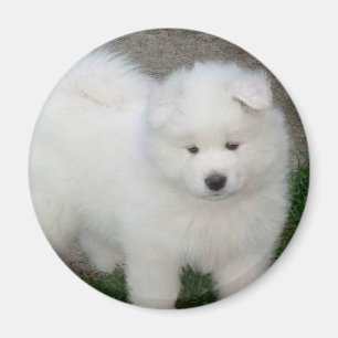 Samoyed puppy magnet