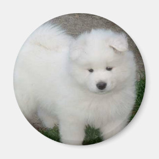 Samoyed puppy magnet