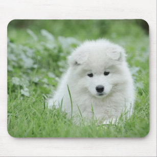 Samoyed puppy mouse pad