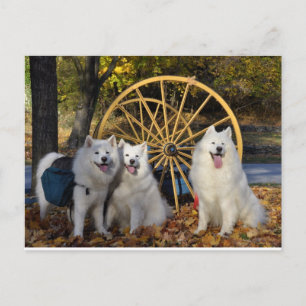 Samoyed - PVSC - Leaves Postcard