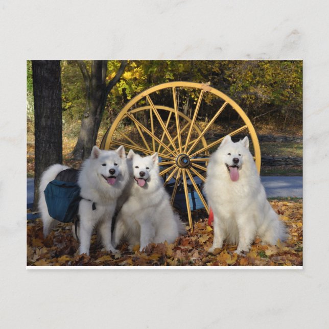 Samoyed - PVSC - Leaves Postcard (Front)