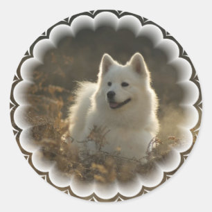 Samoyed Stickers