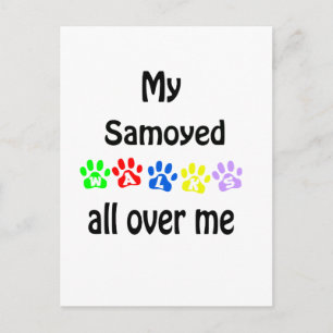 Samoyed Walks Design Postcard