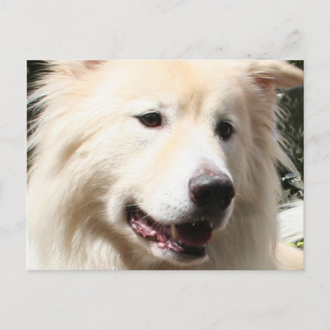 Samoyed Yukon 1 Postcard (Front)