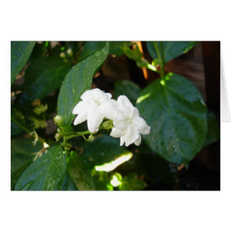 Sampaguita Card