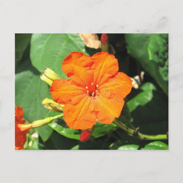 San Andrés, Colombia Postcard (Front)