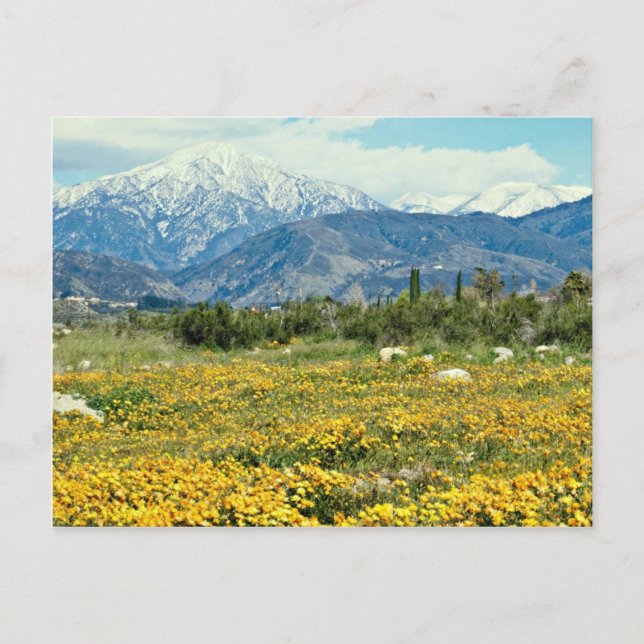 San Bernardino Mountains, snow, flowers  flowers Postcard (Front)