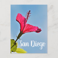 San Diego Hibiscus
