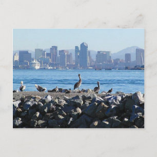 San Diego Pelicans Birds City Skyline Water Postcard