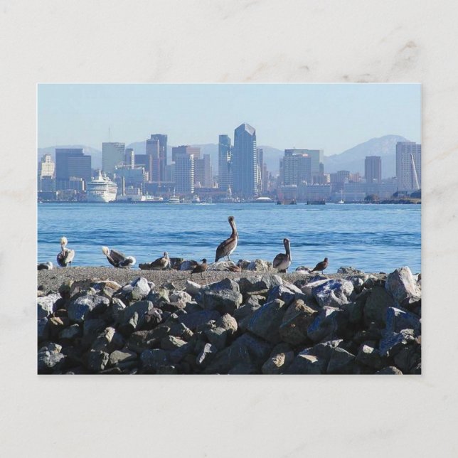 San Diego Pelicans Birds City Skyline Water Postcard (Front)