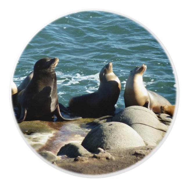 San Diego Sea Lions Ceramic Knob (Front)
