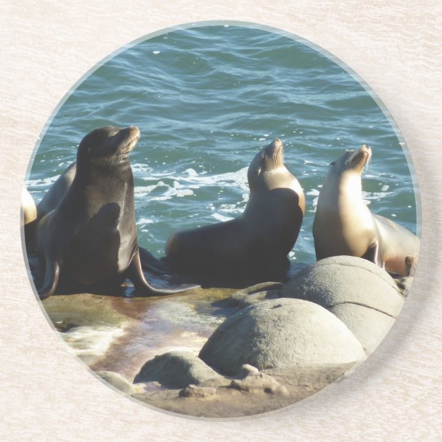 San Diego Sea Lions Coaster (Front)