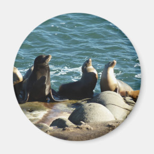 San Diego Sea Lions Magnet