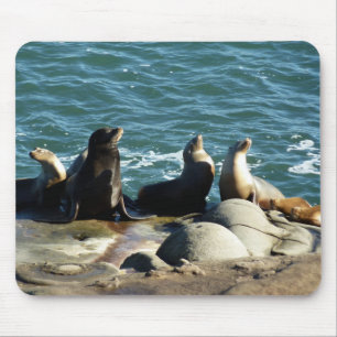 San Diego Sea Lions Mouse Pad