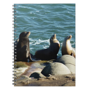 San Diego Sea Lions Notebook