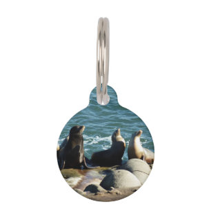 San Diego Sea Lions Pet Tag