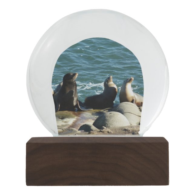 San Diego Sea Lions Snow Globe (Front)