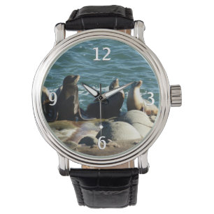 San Diego Sea Lions Watch