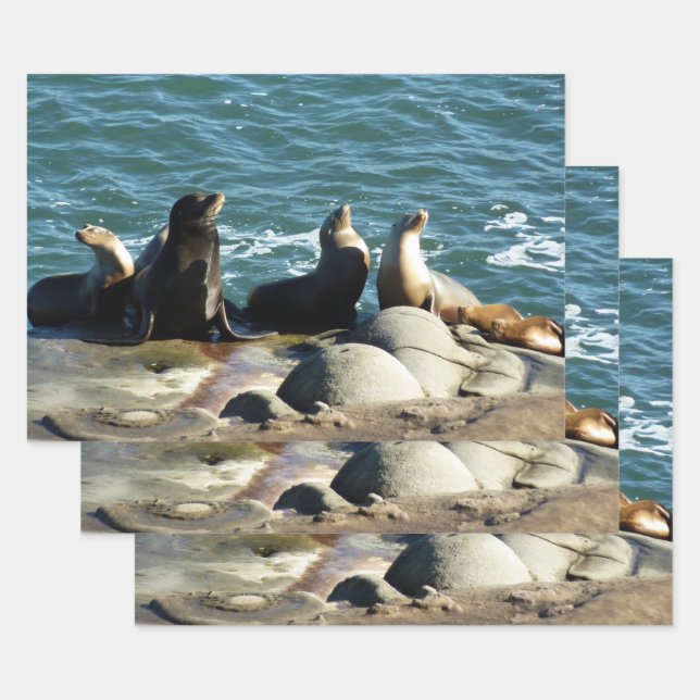 San Diego Sea Lions Wrapping Paper Sheet (Set)