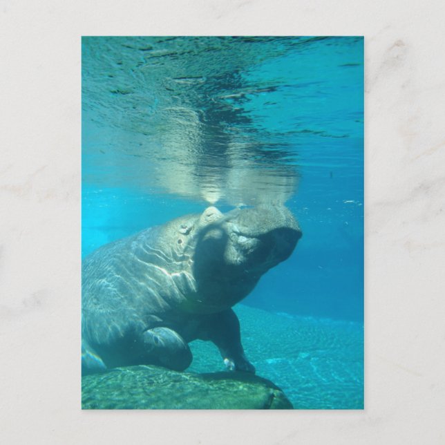 San Diego Zoo Postcard (Front)