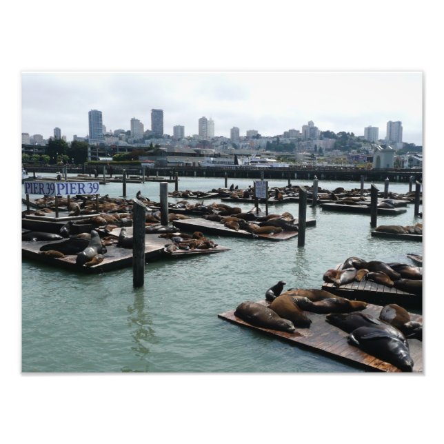 San Francisco and Pier 39 Sea Lions City Skyline Photo Print (Front)