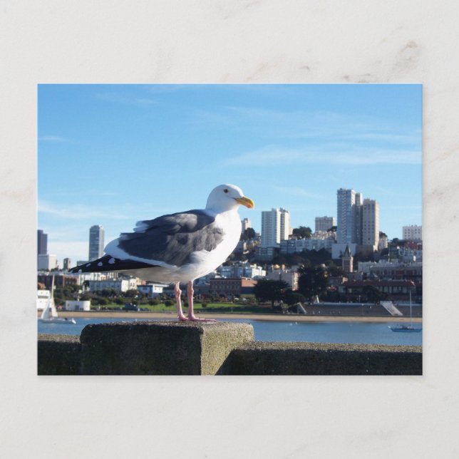 san francisco. postcard (Front)