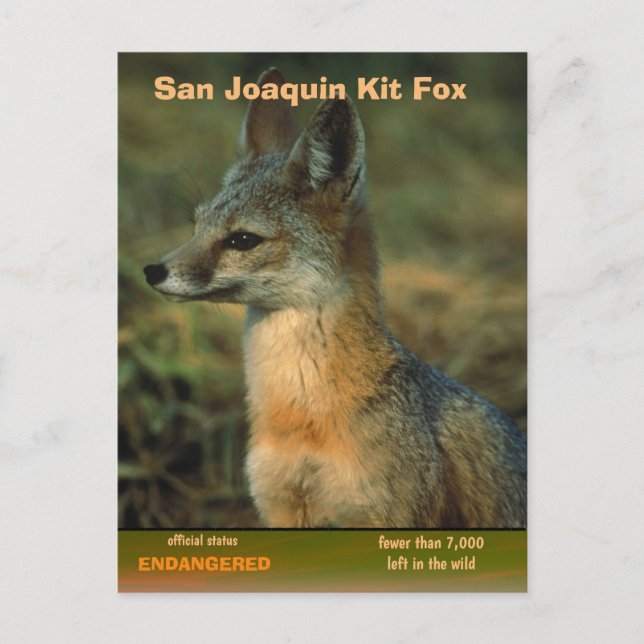 San Joaquin Kit Fox is endangered - Holiday Postcard (Front)