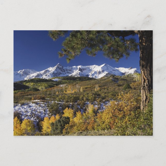 San Juan Mountains and Aspen trees in fallcolor Postcard (Front)