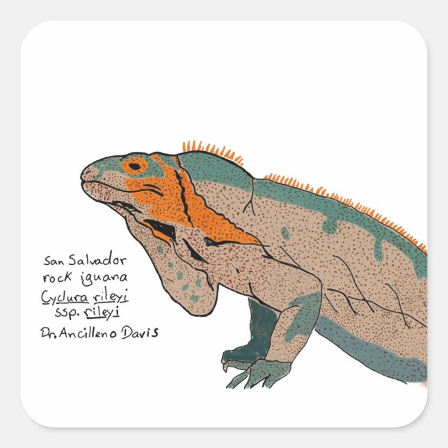 San Salvador Rock Iguana Sticker (Front)