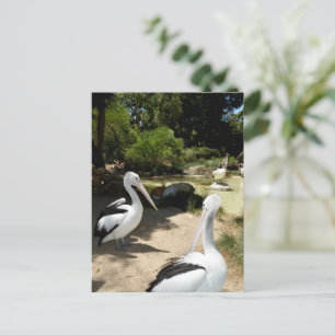 Sanctuaire pélican, Carte postale