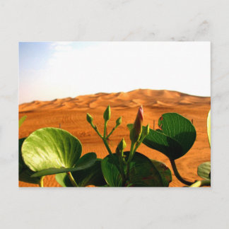 Sand and flowers in Dubai, United Arab Emirates Postcard