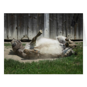 Sand Bathing Donkey