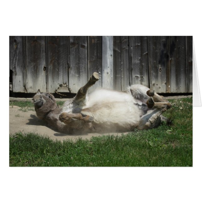 Sand Bathing Donkey (Front Horizontal)