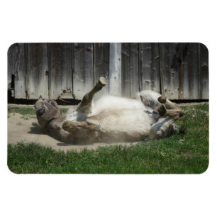 Sand Bathing Donkey Magnet