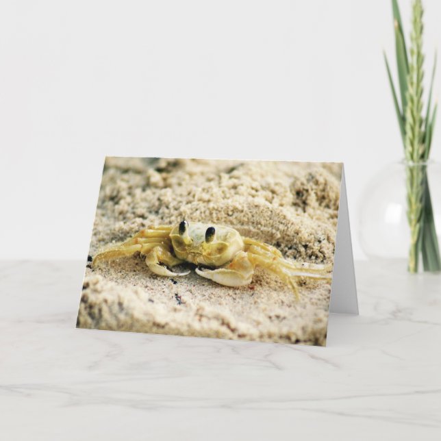 Sand Crab, Curacao, Caribbean islands, Greeting Card (Front)