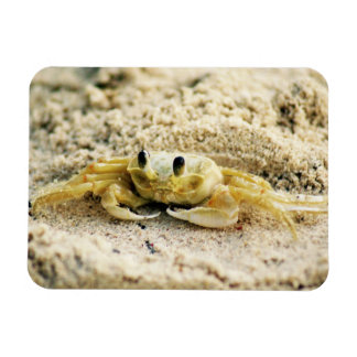 Sand Crab, Curacao, Caribbean islands, Photo Magnet