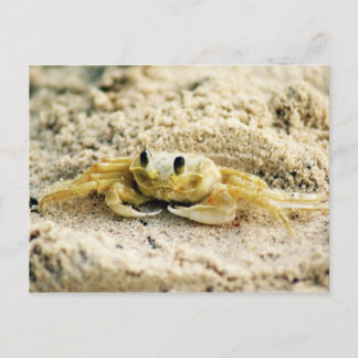 Sand Crab, Curacao, Caribbean islands, Photo Postcard