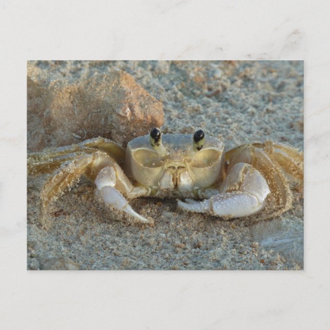 Sand Crab Postcard (Front)