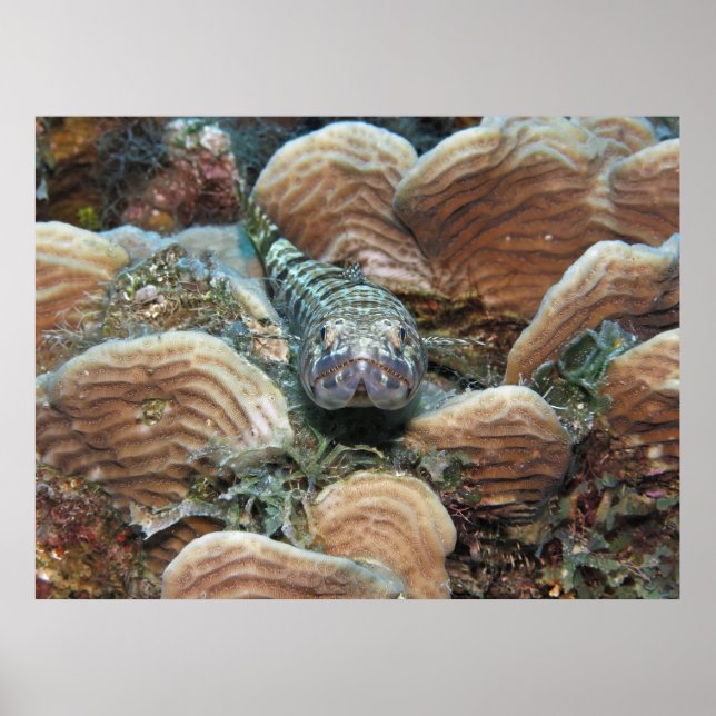 Sand Diver in the Coral Poster (Front)