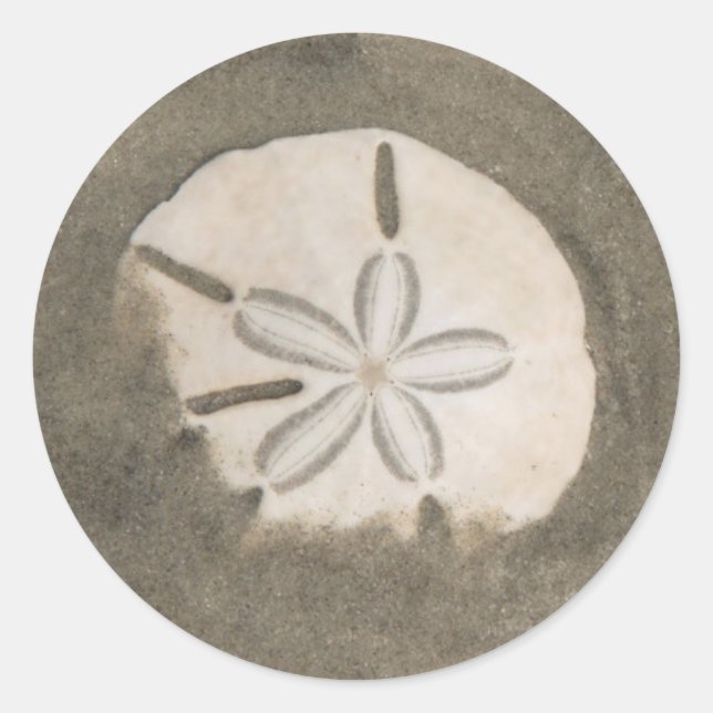 Sand dollar (Echinarachnius parma) Classic Round Sticker (Front)
